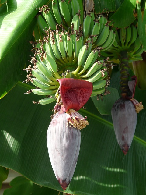 花序 香蕉树 香蕉 - 上的免费照片