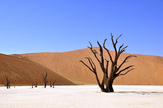 树 沙漠 纳米比亚 - 上的免费照片