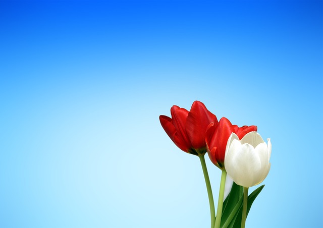 花朵 郁金香 花园 - 上的免费照片