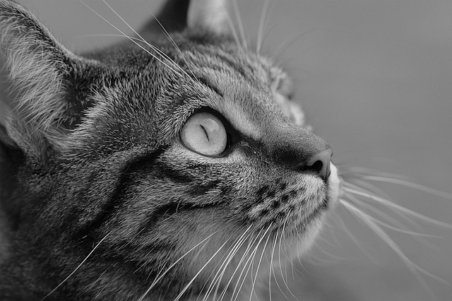猫咪 Katze 黑和白 - 上的免费照片