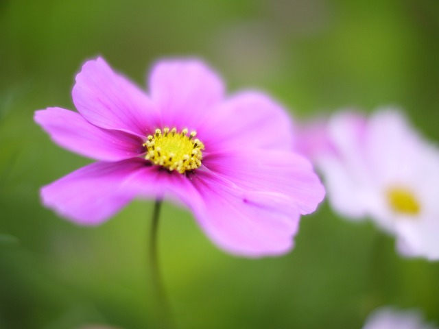 宇宙 幻想 鲜花 - 上的免费照片