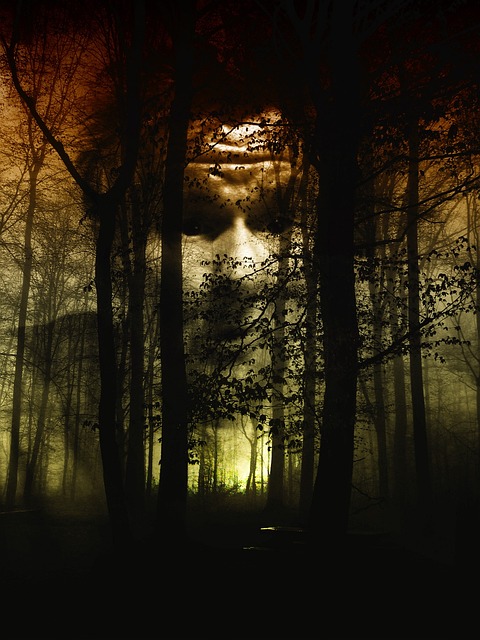 森林 脸 多雾路段 - 上的免费照片