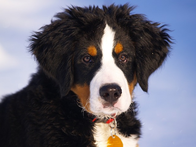 伯恩山犬 小狗 动物 - 上的免费照片