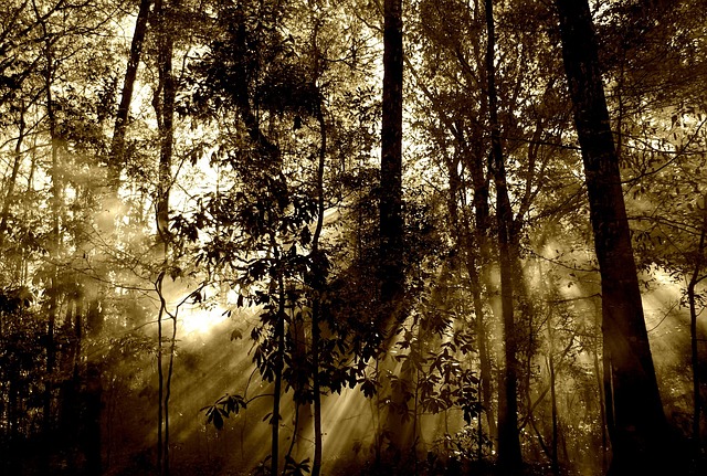 森林 树木 阳光 - 上的免费照片