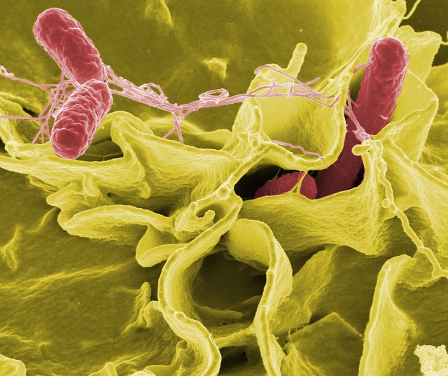 细菌 沙门氏菌 病原体 - 上的免费照片