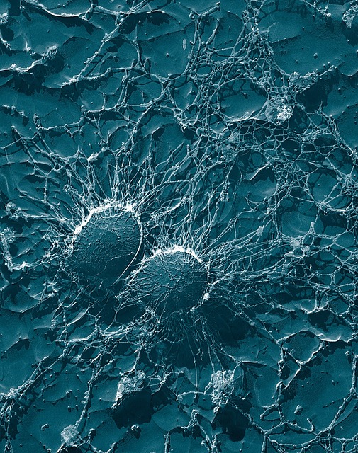 细菌 球菌 葡萄球菌 - 上的免费照片