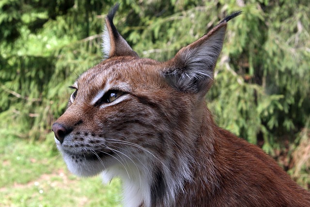猞猁 Eurasischer 北部猞猁 - 上的免费照片