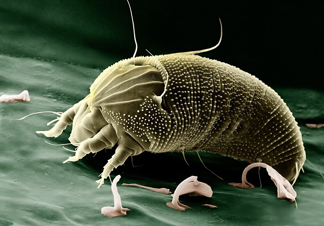 螨 瘿 Anthocoptes 蜱螨亚纲 - 上的免费照片