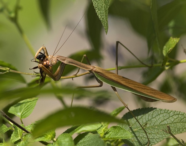 螳螂 捉虫 Mantids - 上的免费照片