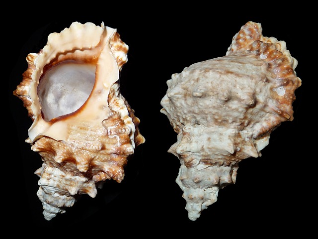 海蜗牛 蜗牛 Tutufa 蟾蜍 Caenogastropoda - 上的免费照片