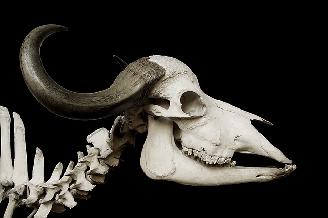 骨骼 颅骨 牛 - 上的免费照片