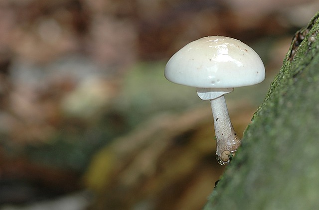 蘑菇 秋季 林 - 上的免费照片