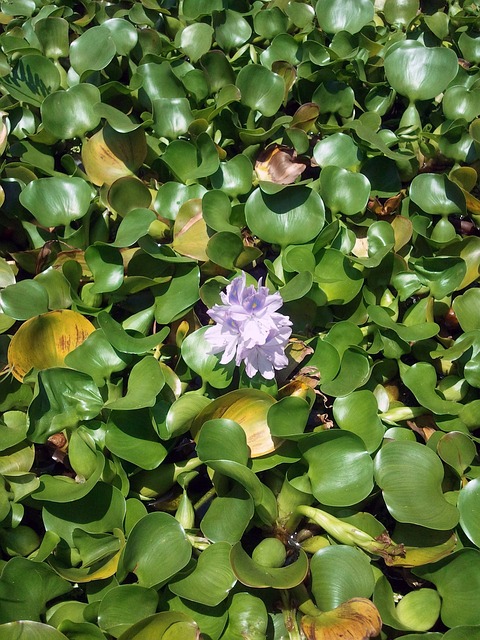 浮萍 绿色 荷花 - 上的免费照片