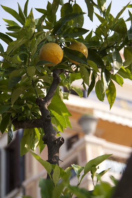柠檬 Limone 柑橘类植物 - 上的免费照片