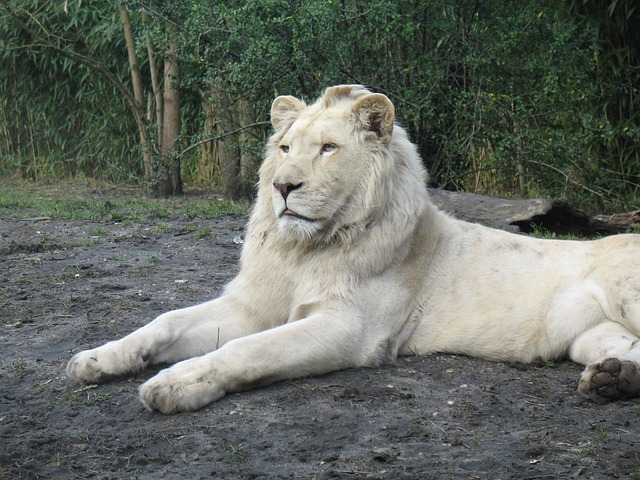 动物园 狮子 白化病 - 上的免费照片