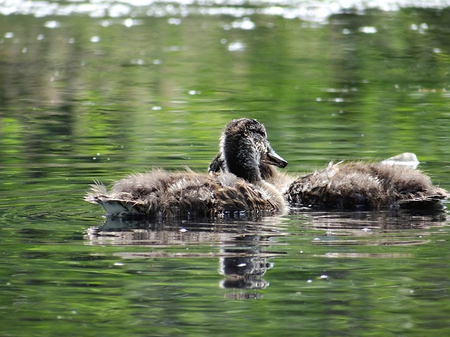 小鸭子 小鸡 鸟 - 上的免费照片