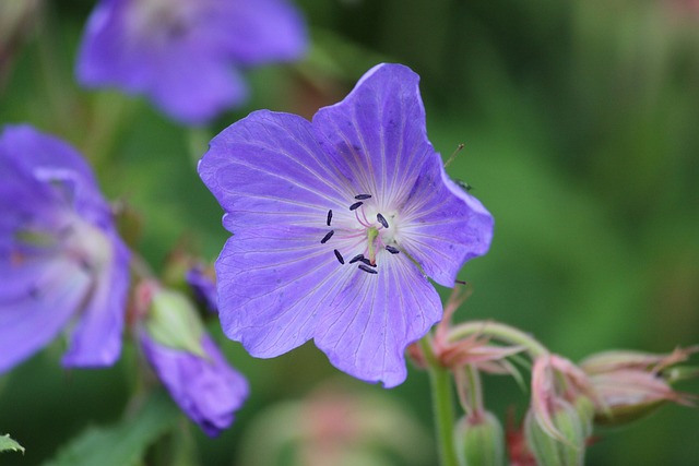 老鹳草尾 草甸 Cranesbill 花 - 上的免费照片