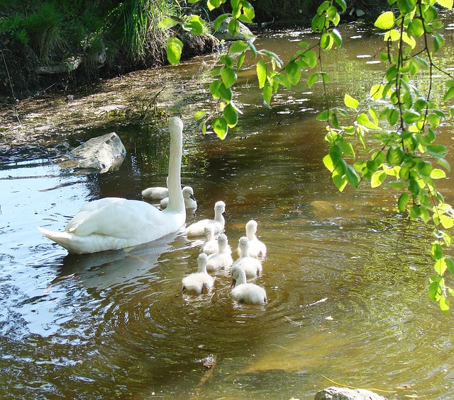 母亲天鹅 Cygnets 春天 - 上的免费照片