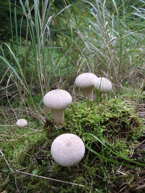 蘑菇 森林 混交林 - 上的免费照片