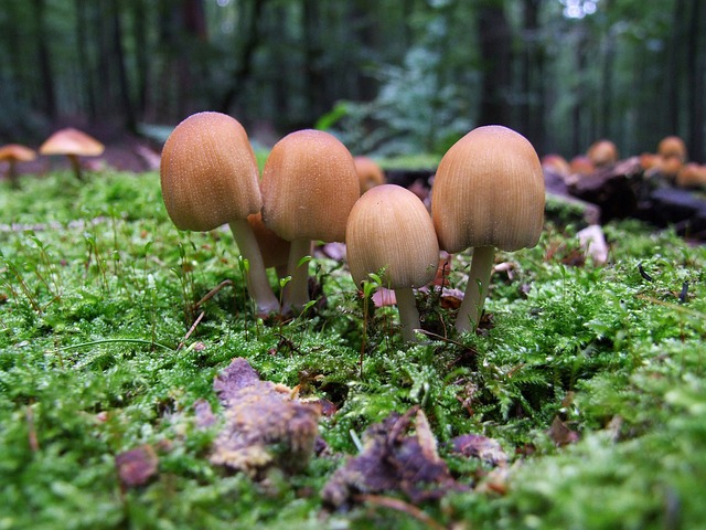 蘑菇 森林 苔藓 - 上的免费照片