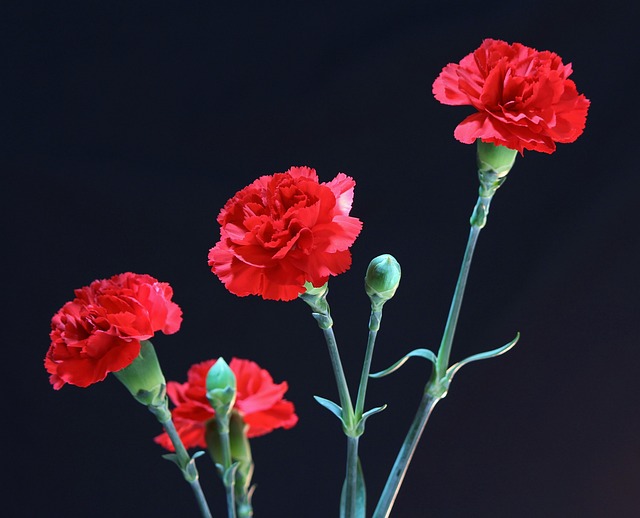 红色的康乃馨 多年生 花的 - 上的免费照片