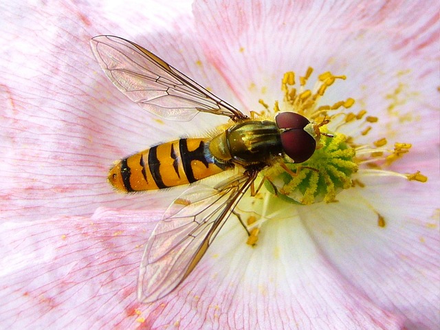 Hoverfly 花上昆虫 夏天 - 上的免费照片