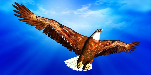 鹰 天堂 蓝色的 - 上的免费图片