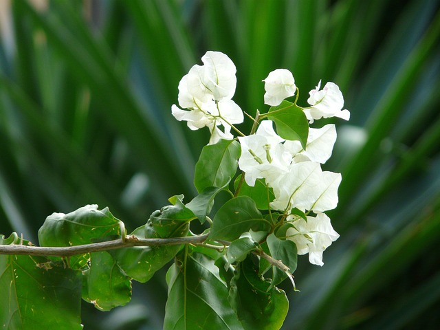 九重葛 白色的 花 - 上的免费照片