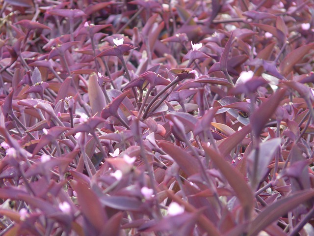 墨西哥 Dreimasterblume 三个主花 植物 - 上的免费照片