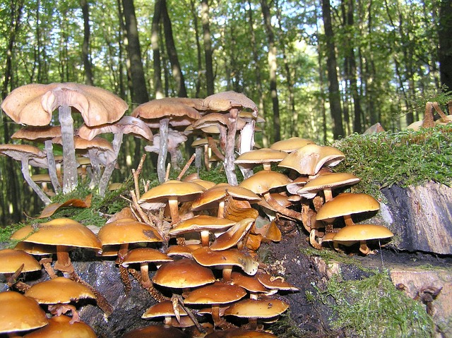 滑菇 蘑菇 森林蘑菇 - 上的免费照片