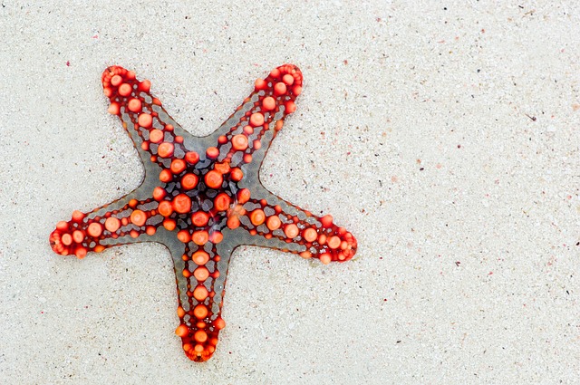 海星 沙 海生物 - 上的免费照片
