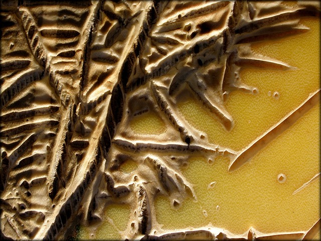 龙舌兰 植物 自然 - 上的免费照片