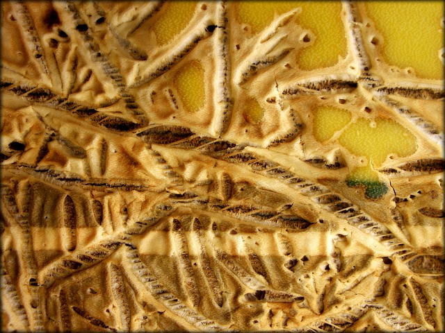 龙舌兰 仙人掌 植物 - 上的免费照片