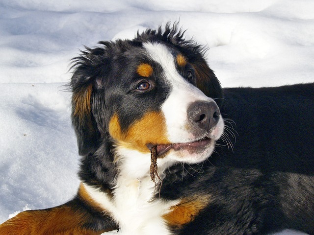 伯恩山犬 犬类 动物 - 上的免费照片