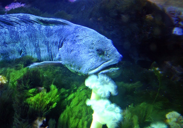 海鲈鱼 鱼 水族馆 - 上的免费照片