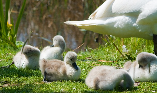 Cygnets 天鹅 小天鹅 - 上的免费照片