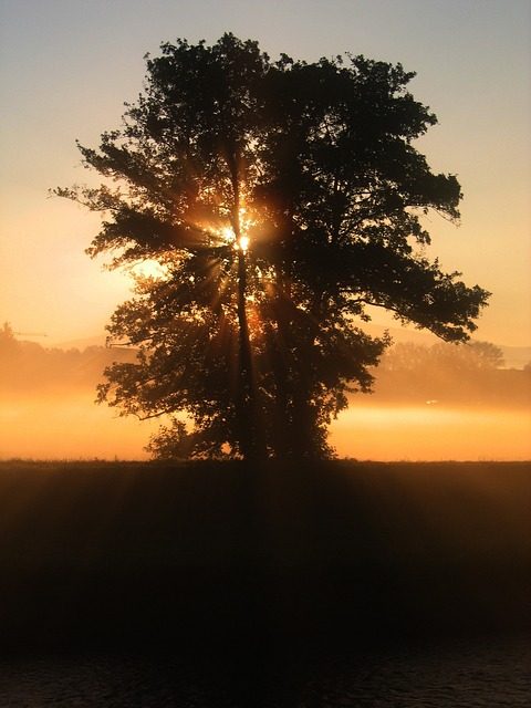 树 日落 美丽的 - 上的免费照片