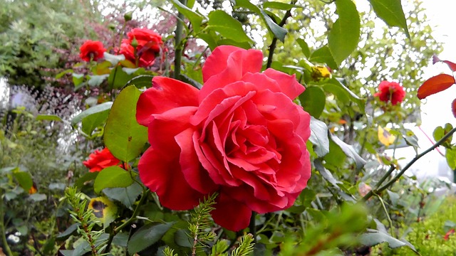 玫瑰 花 花茶 - 上的免费照片