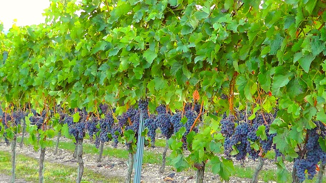 藤蔓 葡萄园 葡萄酒种植 - 上的免费照片