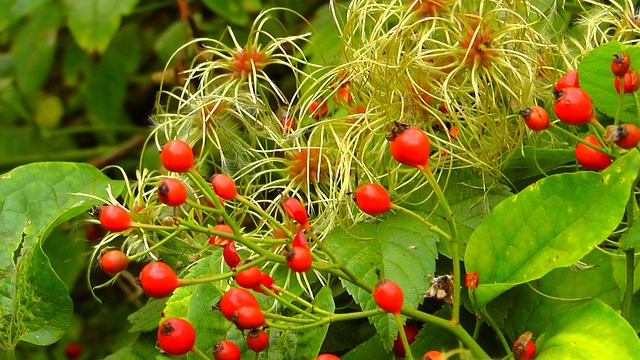 荒野 玫瑰果 自然 - 上的免费照片