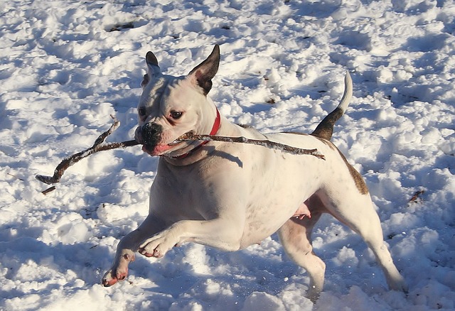 狗 冬天 雪 - 上的免费照片