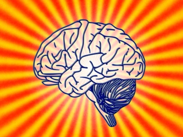 脑 科学 生物学 - 上的免费图片