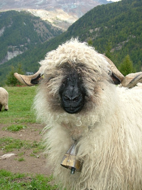 动物 羊 黑刀羊 - 上的免费照片