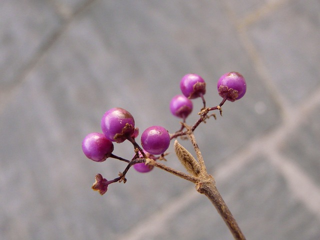 中国 Sch?nfrucht 美丽的水果 浆果 - 上的免费照片