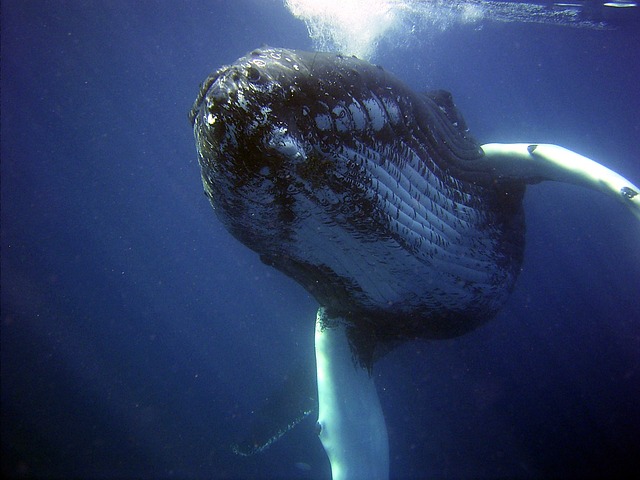座头鲸 鲸 海 - 上的免费照片