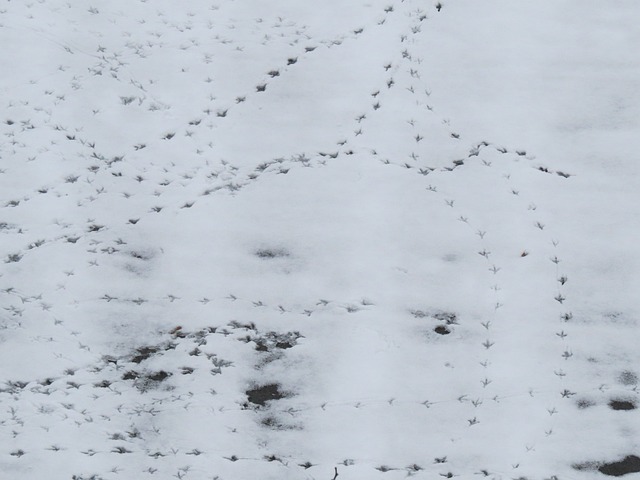 雪 感觉 足迹 - 上的免费照片