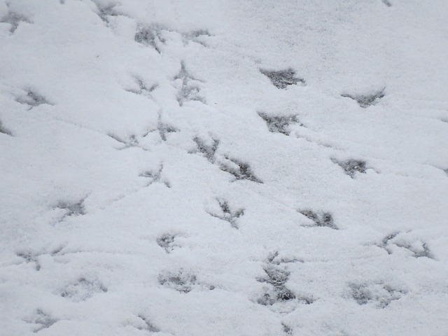 雪 感觉 足迹 - 上的免费照片