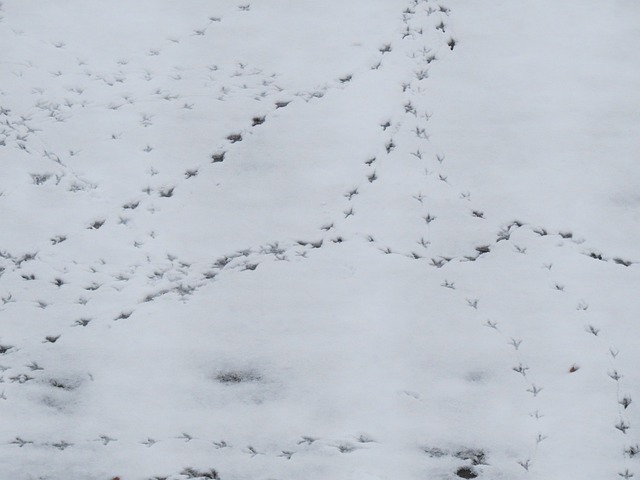 雪 感觉 足迹 - 上的免费照片