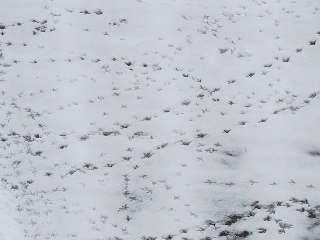 雪 感觉 足迹 - 上的免费照片