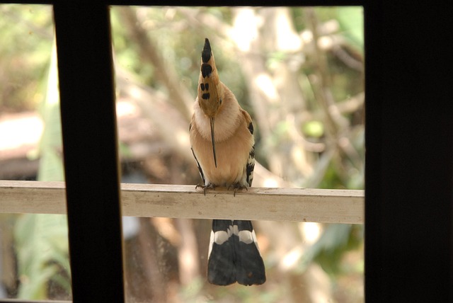 鸟 戴胜 马达加斯加 - 上的免费照片